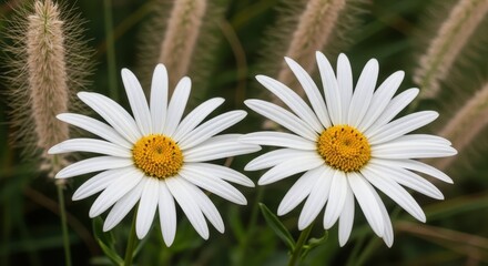 Two white daisy flowers with yellow centers in soft focus