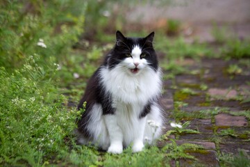 A domestic cat yawns while sitting outside in summer.