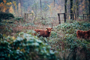 Scottish Highland Cattle on a Meadow