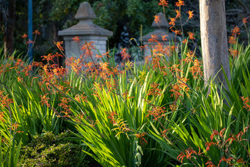 A beautiful garden with bi-color chasmanthe flowering plant which flowers are also known as adam's rib.