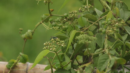 Young, round, green bush fruit grows in clusters.