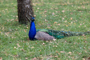 Obraz premium A peacock bird of different colors lies resting in the green grass, a blue peacock with colored plumage lies on the green grass in the summer season