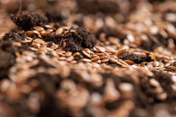 the details of the brown fertile soil with the addition of ripe flax seeds to obtain a new crop, flax seeds scattered on brown soil in the field to harvest flax for industrial use