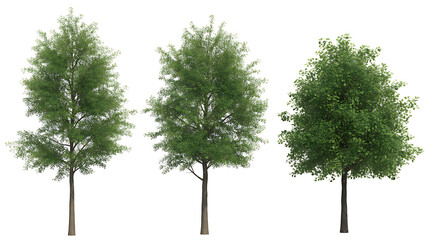 Three tall slender deciduous trees with lush green foliage stand isolated against a clean white background