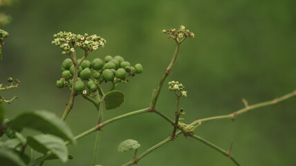 Young, round, green bush fruit grows in clusters.