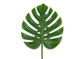 Volcanic Rock Specimen on transparent background