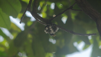Large black wasps are building their nests attached to the branches of a mango tree.