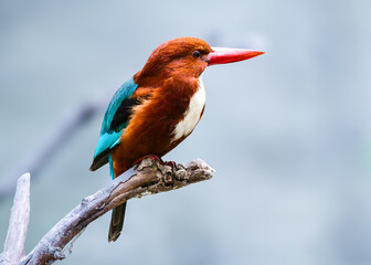 Kingfisher on a branch