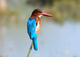 Kingfisher