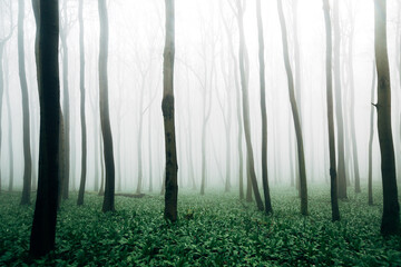 Obraz premium Foggy Forest