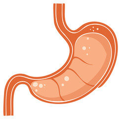 Anatomical stomach illustration showing inner digestive process with organs, ideal for medical infographic or educational visuals