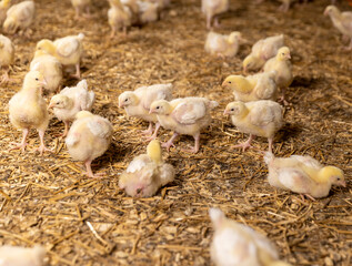 chickens at a large poultry farm, young chicken chickens on sawdust flooring