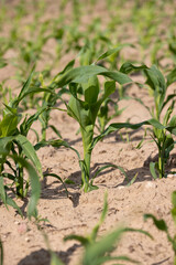 agricultural field with green corn sprouts in the summer, corn for animal feed production