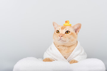 Funny ginger cat in bathrobe with rubber duck