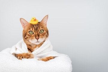 A funny Bengal cat in a towel with a rubber ducky