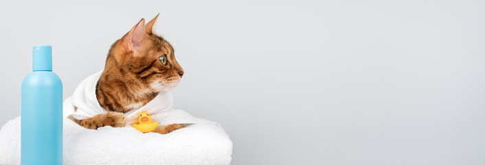 Bengal cat in a towel with shampoo and a rubber duck.