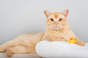 A Burmese cat on a towel with a rubber ducky