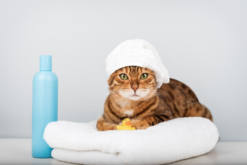 Bengal cat in a towel with a rubber ducky