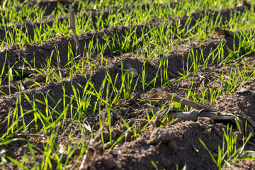 green frost-resistant wheat that was planted in winter, beautiful winter wheat, cereals in the autumn season before frost, sunny weather