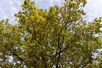 oak tree in the autumn season, details of an oak tree with yellowing foliage in the autumn season