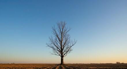 Striking solitary bare tree stands majestically against a vast, clear blue sky at sunset, symbolizing resilience and natural beauty in an open field
