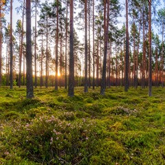 Obraz premium Forest scene showing sunlight shining through tall trees
