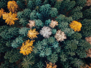 Autumn forest with colorful leaves
