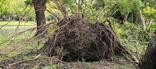Fallen tree in a park after a storm