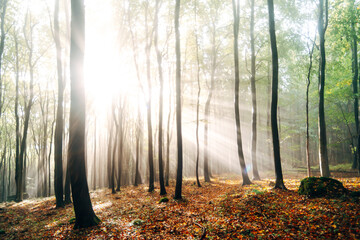 Fototapeta premium Foggy Forest