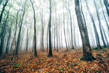 Foggy Forest