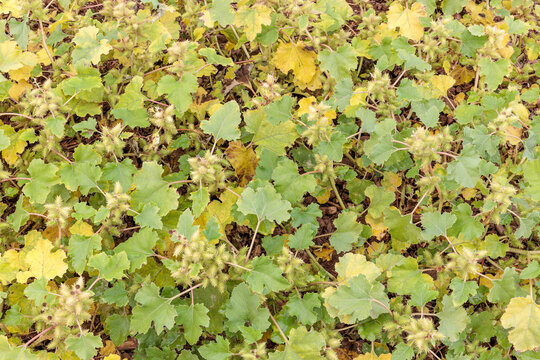 Xanthium strumarium. Common burdock with its fruits in autumn.
