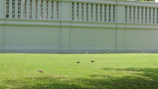 Turtle doves roam the green grass looking for food