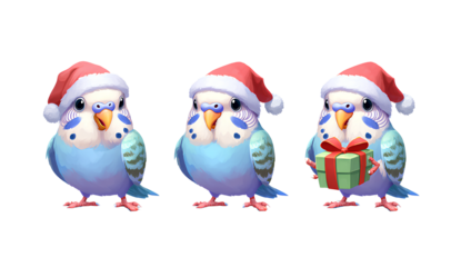three vector illustrations of three cute budgie parakeets wearing santa claus hats and holding christmas gift boxes, set against a Transparent background PNG