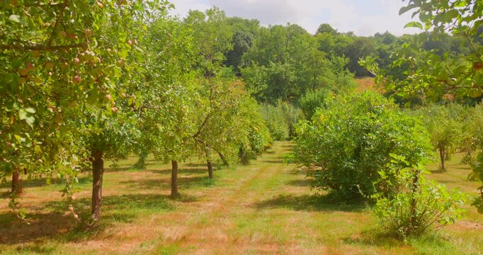 A vibrant apple tree orchard showcasing rows of blossoming trees under soft sunlight.