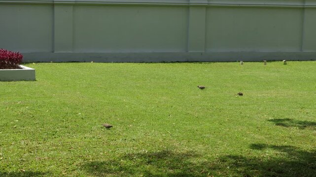 Turtle doves roam the grass looking for food in front of the fence of the Governor's office of the Special Region of Yogyakarta