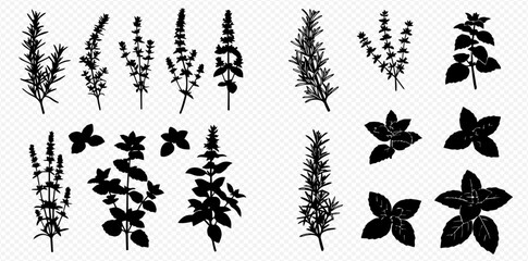 Fototapeta premium A collection of black silhouettes of various culinary herbs like rosemary, basil, and thyme on a transparent background.