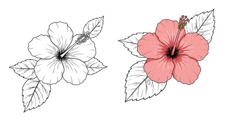 Hibiscus flowers in contrasting styles sketch and colored illustration © msunny93