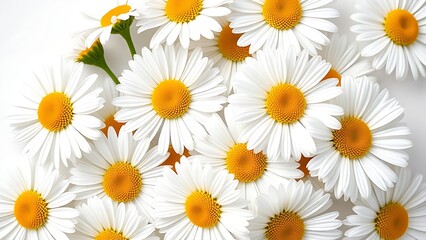 Fototapeta premium Fresh daisies in full bloom on a clean white background.