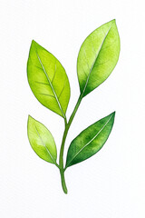 A detailed watercolor painting of a vibrant green plant branch. The image features four fresh leaves, rendered with intricate details and a focus on light and shadow