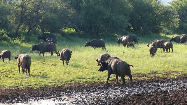African of Cape buffalo (Syncerus caffer) herd at a muddy waterhole, Mokala National Park, South Africa