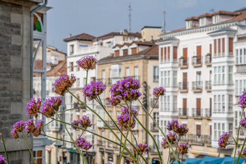 Purple Wildflowers Urban Street With
