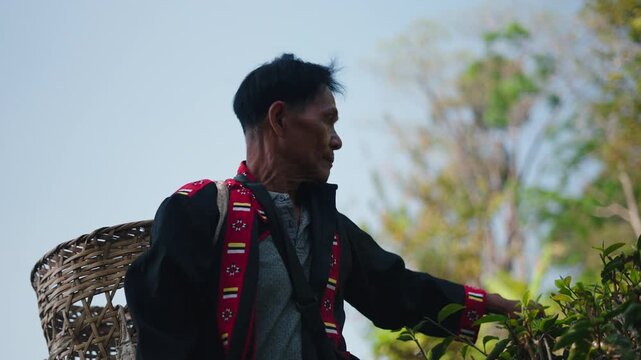 A professional tea farmer selects and picks fresh green tea leaves on a plantation showcasing traditional agricultural work in a rural Asian setting