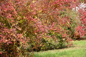 beautiful autumn background with bushes in the park