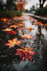雨上がりの水たまりに浮かぶ紅葉