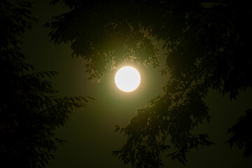 森から見た満月