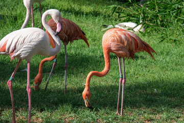 A small group of pink flamingos feeding and standing on a lush green lawn under sunlight. Close-up view highlights their elegant posture, vivid feathers, and natural behavior