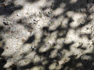Natural background, shadows and sunlight, moss and lichen