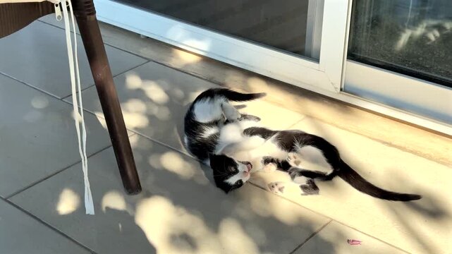 A pair of playful black and white kittens tumbling and wrestling in a patch of sunlight on a patio floor.