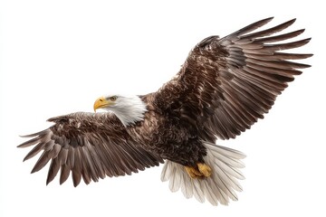 Fototapeta premium Majestic bald eagle soaring high with outstretched wings against a clear sky during the early morning light