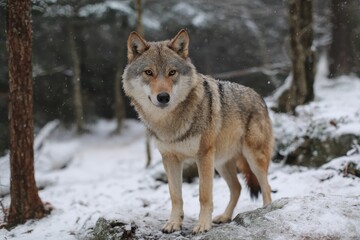Obraz premium Wolf standing in snow, showcasing fur details in a natural setting during winter, surrounded by a forest backdrop with soft snowfall